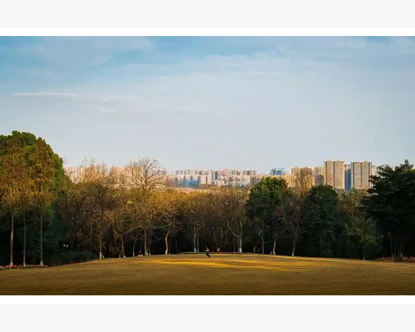 中医治疗化痰方法探析：陈皮十竹茹的功效与使用